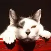 heathervansickle11 - @heathervansickle11 - TikTok