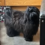 Heather Warnock - @los_companero_havanese - Instagram