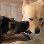 Heather Withers - @homewiththedogs - Instagram