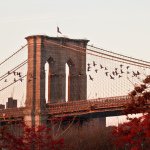 Heather Wolf - @brooklynbridgebirds - Instagram