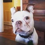 heather wysocki - @helloitsmefrog - Instagram