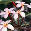 heba soliman - @heba.soliman66 - TikTok