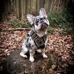 Hector Blu - @hector_blu_merle - Instagram