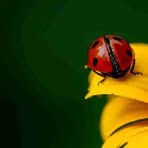 Hector Bowen - Facebook