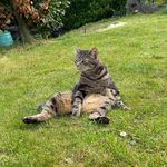 Hector Lindsay - @hector_brockelbank - Instagram