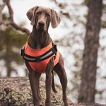 Hector The Brockman - @hectorbrockman - Instagram