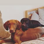 ℍ𝕖𝕔𝕥𝕠𝕣 & 𝔹𝕣𝕦𝕔𝕖 - @the_vizsla_and_the_vizslador - Instagram
