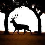 Héctor Calonge - @hector_calongewildnature - Instagram