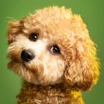 Hector Singh Dale 🐶 - @lilhectorpaws - Instagram