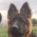 Hector German Shepherd - Facebook
