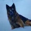 hector_germanshepherd_fp - @hector_germanshepherd_fp - TikTok