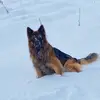 Hector - @hector_germanshepherd - TikTok