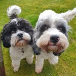 💓🐾Hector and griffin 💓🐾 - @the_cavapoo_brothers - Instagram