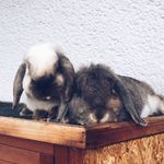 Hector&Jackson - @hectorandjackson - Instagram