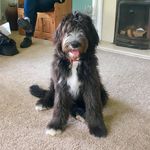Hector Jones - @oldenglishhector - Instagram