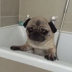 Hector The Pug 🐾 - @hector.kane - Instagram
