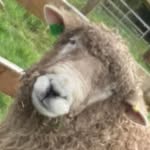 Hector kingsmeads king - @hector_berpie - Instagram