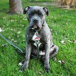 Hector ❤️ - @hectors_kleinewelt - Instagram