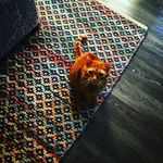 Hector & Mason - @cats_9990 - Instagram