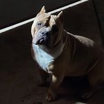 Hector Mason - @masonbully17 - Instagram