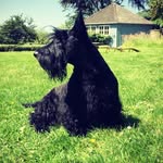 hector_scottie - @hector_scottie - Instagram