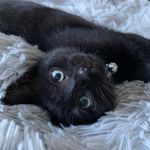 Hector Simpson-Butler 🖤 - @hectorsimpsbutler - Instagram
