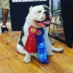 Hector Virgen - @piggybankkennels - Instagram