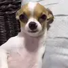 Mr Hector wang - @mr.hutt - TikTok