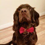 Hector Winter Patterson - @spaniel_brown - Instagram