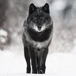 Hector Wolf - @hectorwolf6449 - Instagram