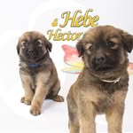Hector and Hebe - Wright Pups - @hebe_and_hector - Instagram
