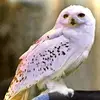 🦉Hedwig fp🦉 - @hedwig._.fanpage - TikTok