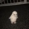 Hedwig - @hedwigbestie123 - TikTok