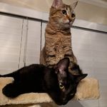 Hedy and Hubble Smith-Kanely - @science.kittens - Instagram