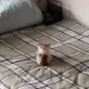 Batman!! - @heehaw - TikTok