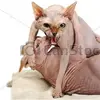 hee haw - @megansmangos - TikTok