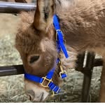 Kelley MacNally - @hee_haw_hollow - Instagram