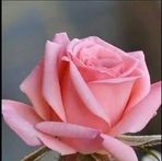 Heena Sood - Facebook