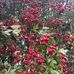 Heidi Abbott - Facebook
