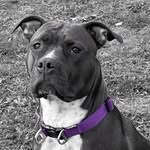 Heidi Albin - @zelda_amstaffbully - Instagram