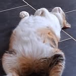 Heidi Aldrich - @10_cats_and_a_lady_in_bayside - Instagram