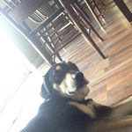 reesethebeast - @heidi.ankeny - Instagram