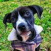 4paws.fenway - @4paws.fenway.heidi - TikTok