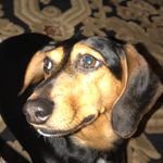 Heidi Armstrong - @heidithedoxthatrox - Instagram