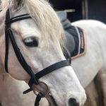 Heidi+Arthur:) - @h_equestrian07 - Instagram