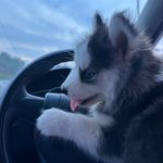 Heidi - @heidiashusky - Instagram