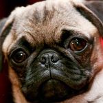 heidi atkins - @heidiatkinslovespugs - Instagram