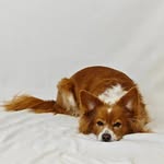 Heidi Bach - @heidibach_thelovelytopmodeldog - Instagram
