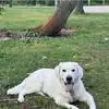 buster - @heidibaer37 - TikTok