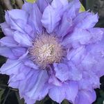 Heidi Baldwin - @mumbaldwin - Instagram